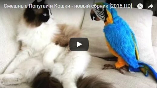 Смешные видео про попугаев - новые, свежие, смотреть бесплатно