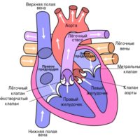 Строение сердца человека - анатомия, схема, функции 2