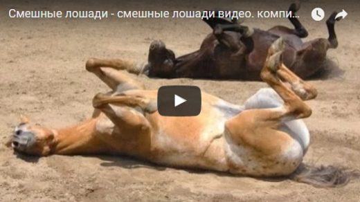 Смешные видео про лошадей - ржачные, новые, свежие, 2017