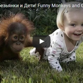 Смешные видео про обезьянок - прикольные, ржачные, забавные