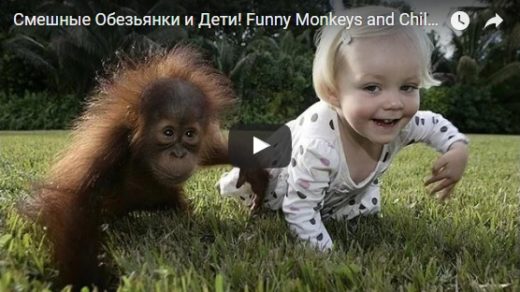 Смешные видео про обезьянок - прикольные, ржачные, забавные