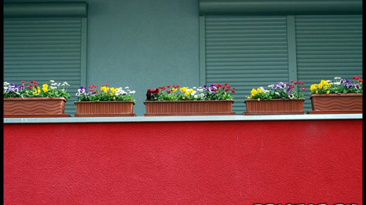 Как вырастить цветы на балконе в домашних условиях - советы и помощь 4