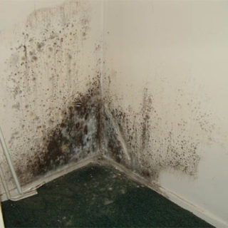 Как избавиться от плесени на стенах в квартире - советы и способы 1