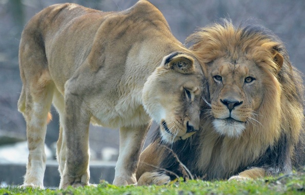 Красивые картинки львов и львиц - удивительные, прикольные и крутые 10