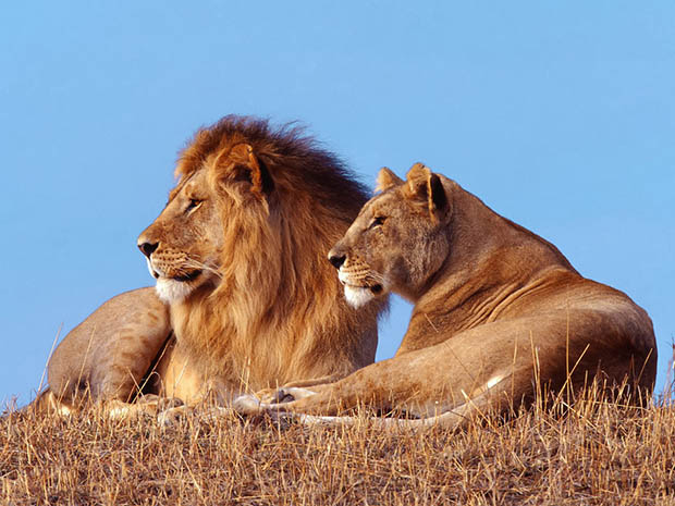 Красивые картинки львов и львиц - удивительные, прикольные и крутые 12