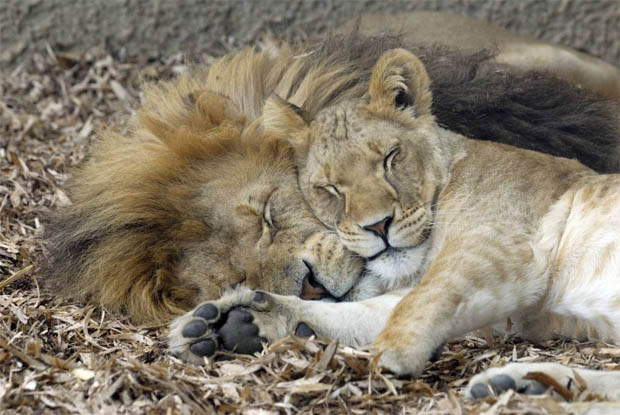 Красивые картинки львов и львиц - удивительные, прикольные и крутые 2