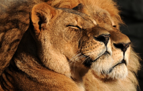 Красивые картинки львов и львиц - удивительные, прикольные и крутые 3