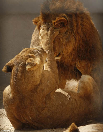 Красивые картинки львов и львиц - удивительные, прикольные и крутые 5