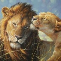 Красивые картинки львов и львиц - удивительные, прикольные и крутые 6