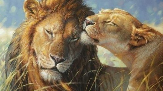 Красивые картинки львов и львиц - удивительные, прикольные и крутые 6
