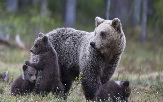 Медведица с медвежатами - красивые фото и картинки, удивительные 1