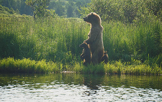 Медведица с медвежатами - красивые фото и картинки, удивительные 10