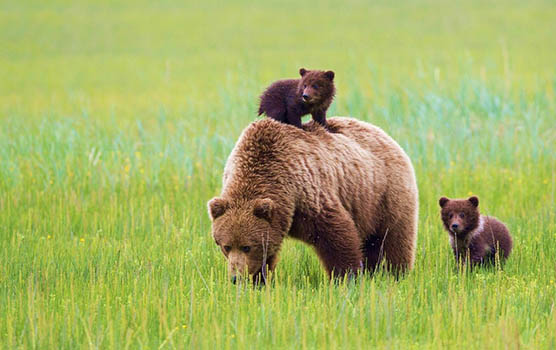 Медведица с медвежатами - красивые фото и картинки, удивительные 12