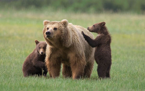 Медведица с медвежатами - красивые фото и картинки, удивительные 2
