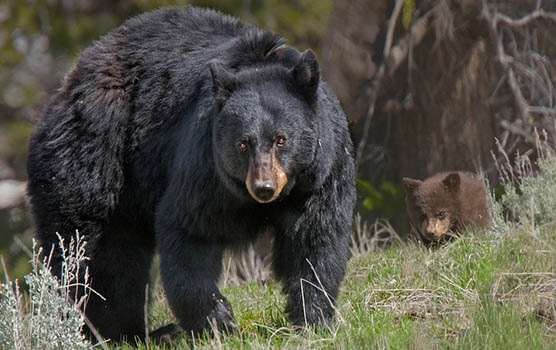 Медведица с медвежатами - красивые фото и картинки, удивительные 5