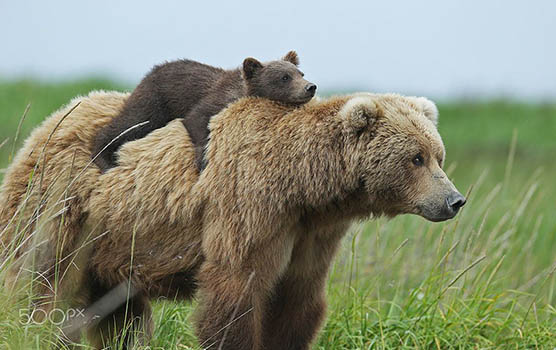 Медведица с медвежатами - красивые фото и картинки, удивительные 6