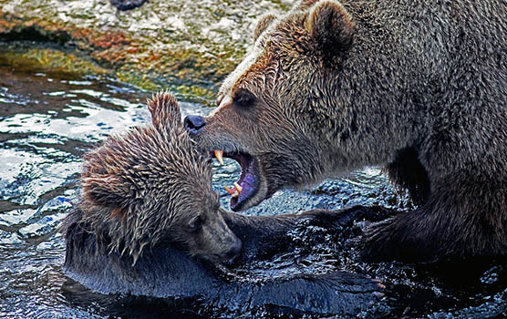 Медведица с медвежатами - красивые фото и картинки, удивительные 8