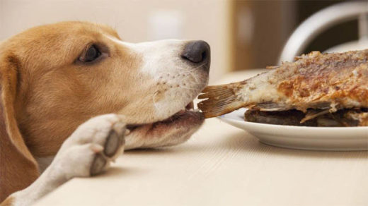 Можно ли кормить собаку рыбой и сыром - ответы на вопросы 1