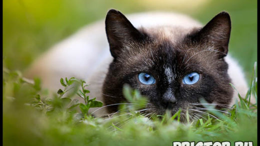 Самые известные породы кошек - топ 5 интересных и популярных пород 2