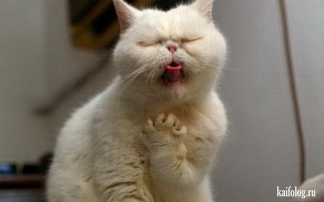 Смешные фото про кошек до слез - прикольные, ржачные и веселые 4