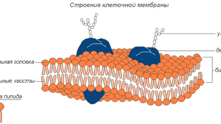 Цитоплазматическая мембрана рисунок. Плазматическая мембрана без подписей. Мембрана органоидов клетки рисунок. Плазматическая мембрана строение органоида.