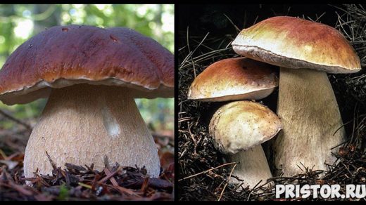 Белый гриб - фото и описание, как отличить белый гриб от ложного 1