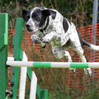 Как научить собаку прыгать через обруч - лучшие методы и способы 1