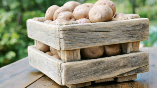 Как хранить картошку зимой - главные особенности и рекомендации 1