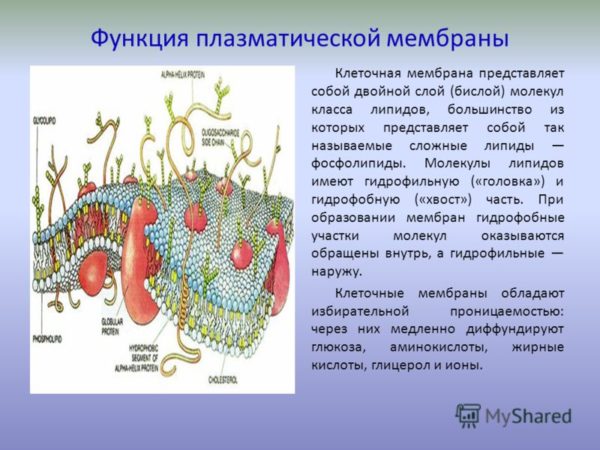 Какую функцию выполняет приложение