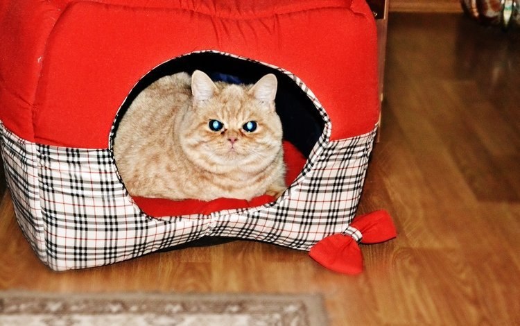 Картинки и фото интересных и необычных котов - смешные и веселые 13