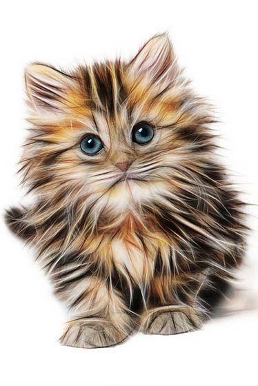 Красивые картинки кошек и котов - скачать, смотреть бесплатно 10