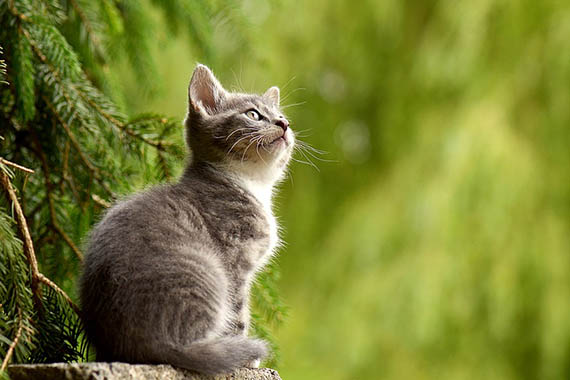 Красивые картинки кошек и котов - скачать, смотреть бесплатно 12