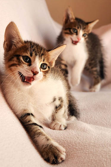 Красивые картинки кошек и котов - скачать, смотреть бесплатно 13