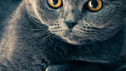 Красивые картинки кошек и котов - скачать, смотреть бесплатно 6