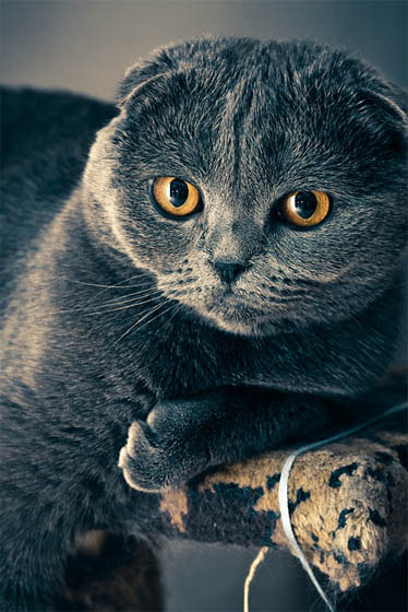 Красивые картинки кошек и котов - скачать, смотреть бесплатно 6