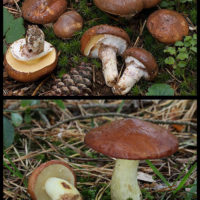 Маслята ложные и съедобные - фото, как отличить, описание грибов 3