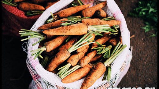 Как выращивать морковь в открытом грунте - основные советы и уход 4