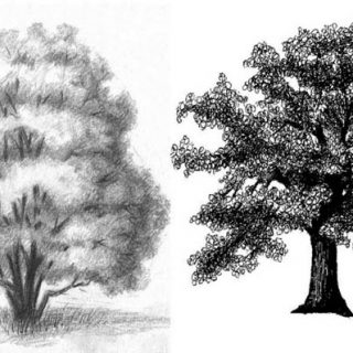 Как рисовать деревья карандашом поэтапно - хвойные и лиственные 1