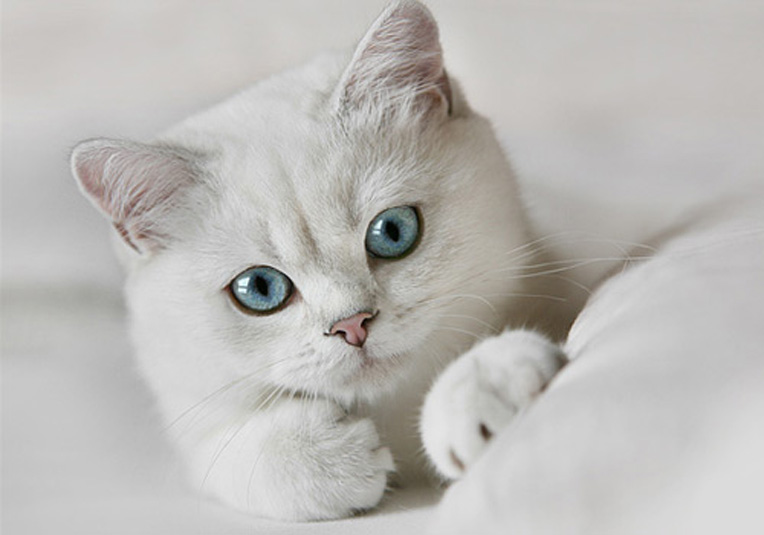 Картинки на аву кошки и котики - самые прикольные и красивые 16