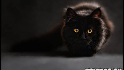 Необычные и интересные приметы, суеверия про черных кошек 1