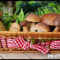 Поход за грибами - как правильно собирать грибы и что взять 3