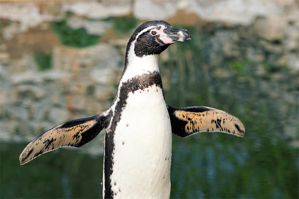 Приколы про пингвинов - смешные и веселые картинки, фото 1