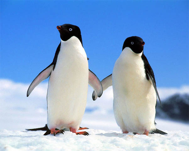 Приколы про пингвинов - смешные и веселые картинки, фото 11