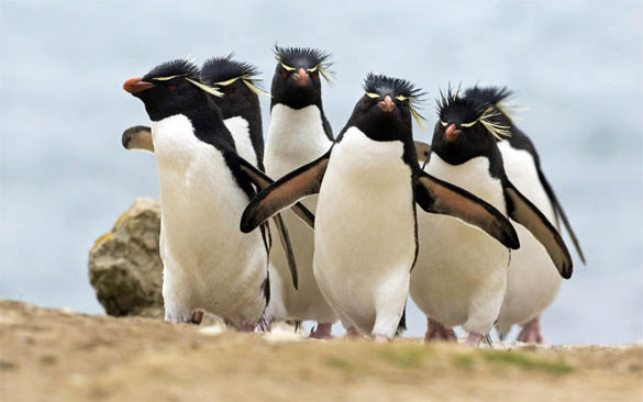 Приколы про пингвинов - смешные и веселые картинки, фото 13