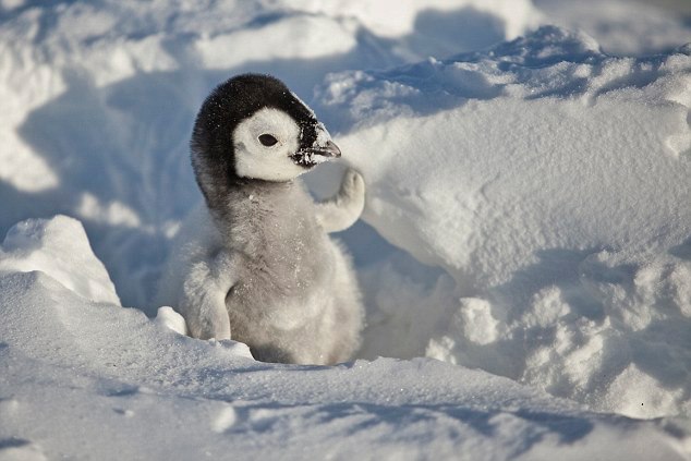 Приколы про пингвинов - смешные и веселые картинки, фото 16