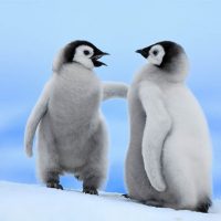 Приколы про пингвинов - смешные и веселые картинки, фото 18
