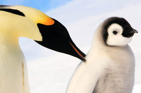 Приколы про пингвинов - смешные и веселые картинки, фото 3