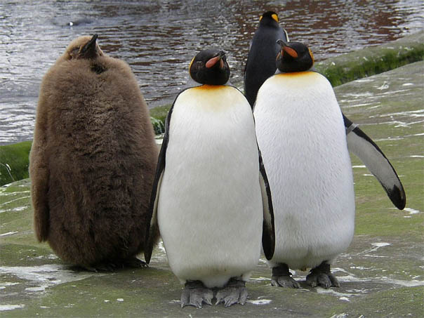 Приколы про пингвинов - смешные и веселые картинки, фото 5