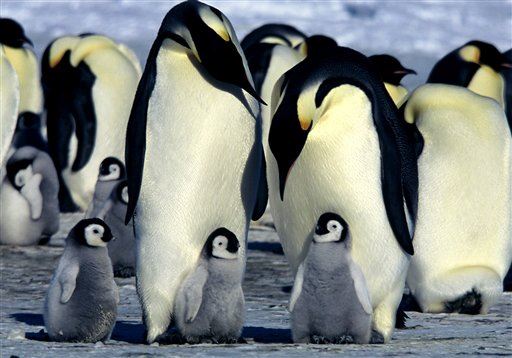 Приколы про пингвинов - смешные и веселые картинки, фото 6