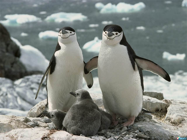 Приколы про пингвинов - смешные и веселые картинки, фото 8